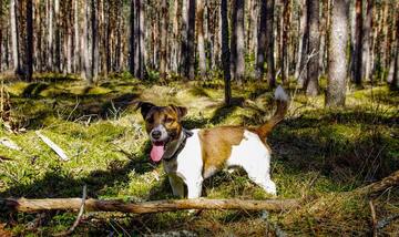 Agility