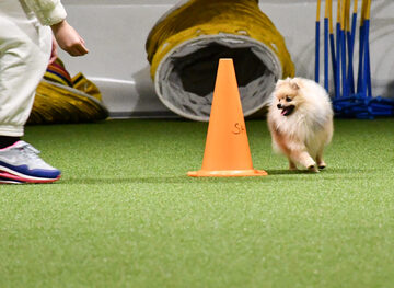 Agility Tävlingsinriktad Grundkurs