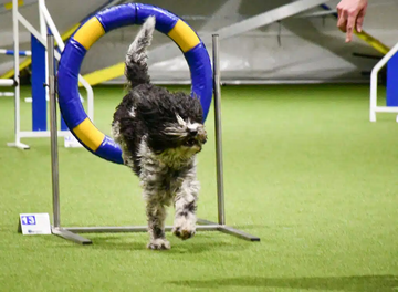 Agility Nybörjarkurs