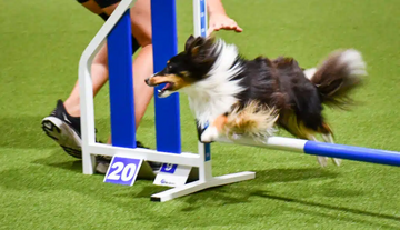 Agility Fortsättningskurs