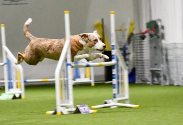 Agility Handlingskurs steg 2